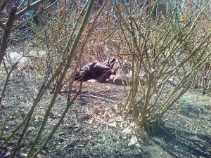 Bhanu Kapil is the author of five full-length works: The Vertical Interrogation of Strangers (Kelsey Street Press, 2001), Incubation: A Space for Monsters (Leon Works, 2006), humanimal: a project for future children (Kelsey Street, 2009), Schizophrene (Nightboat Books, 2012)and Ban en Banlieue (Nightboat Books, 2015).  Since 2006, she has taught an annual seminar, Narrative and Architecture, at Naropa University in Boulder, Colorado (where she teaches and lives.) Bhanu is particularly interested in the intersection of urban housing, social violence and rates of psychosis in immigrant communities in West London – a world that is the substrate and setting of her creative works.   In 2012, she was invited to speak at the Third World Congress of Cultural Psychiatry in London.   Her most recent book, Ban en Banlieue, is a thinking [sensing] through of trauma, migration and narrative, with particular attention to a riot “form.”   